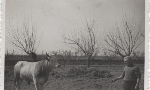 Terreni Gambaro 5